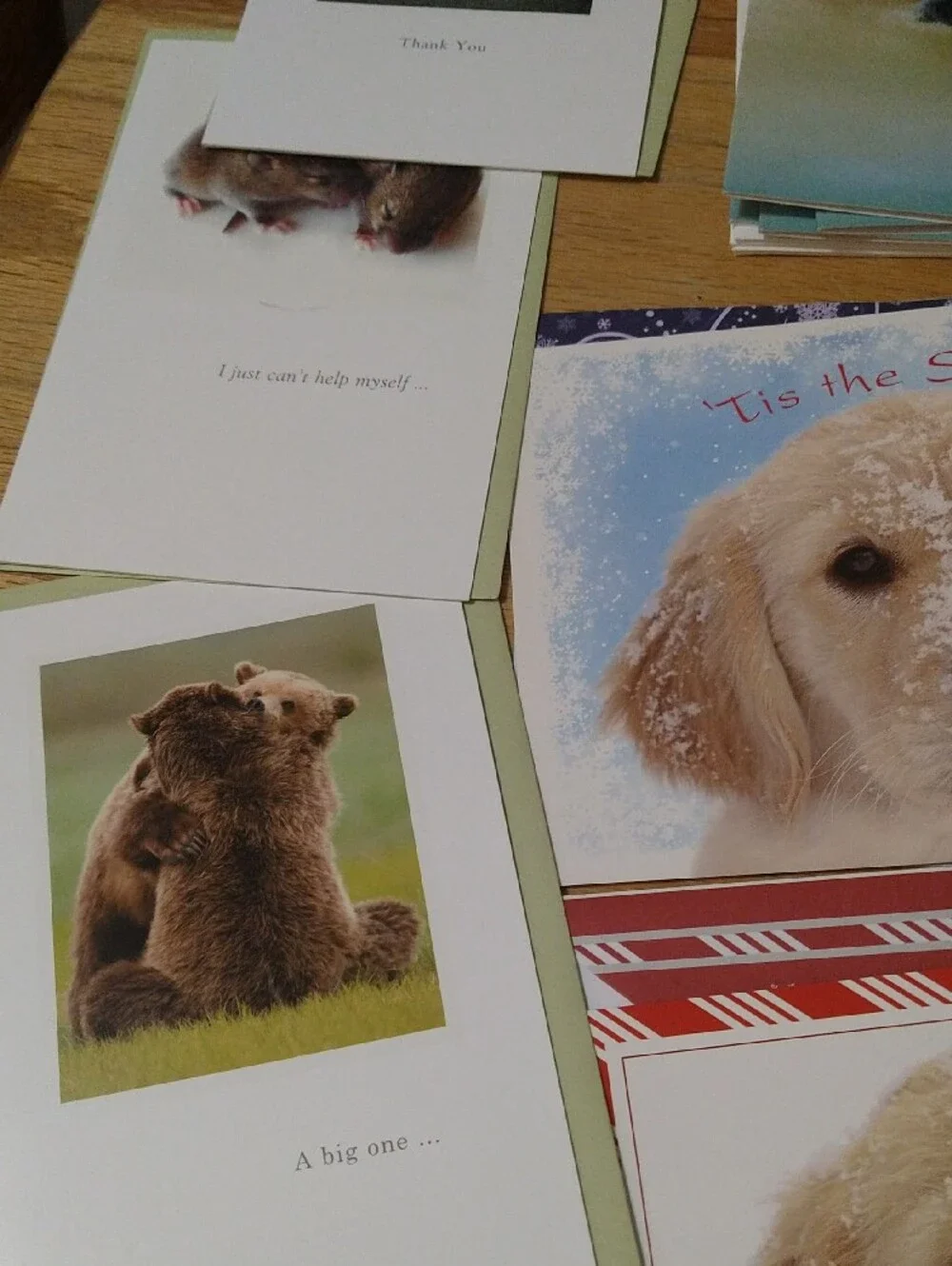 Animal Greeting Cards Assortment - Cats Dogs Birds Other